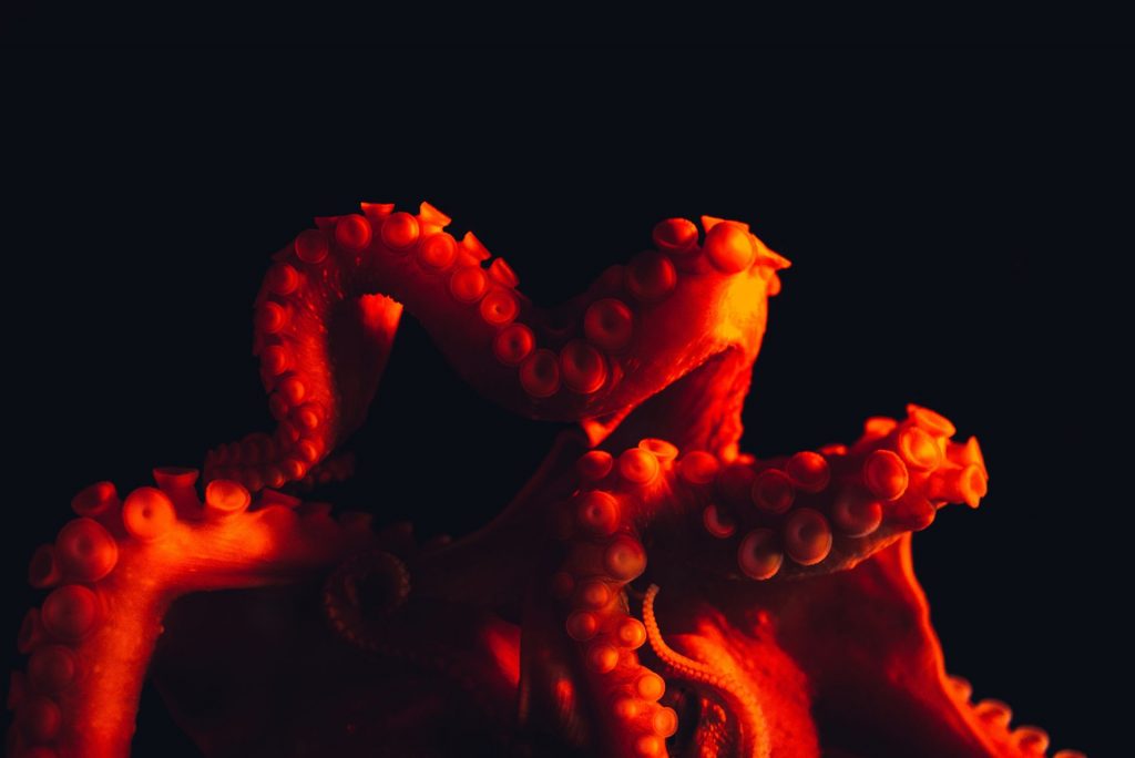Comment contrôler son imprimante 3D à distance avec OctoPi ?