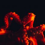 Comment contrôler son imprimante 3D à distance avec OctoPi ?